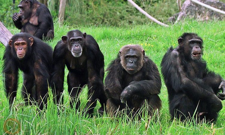 4-Day Gombe Chimpanzee Trekking Safari from Dar es Salaam